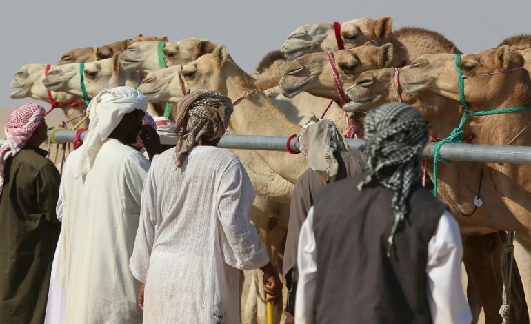 Doha (AFP). Au Qatar, des chameaux graines de champions