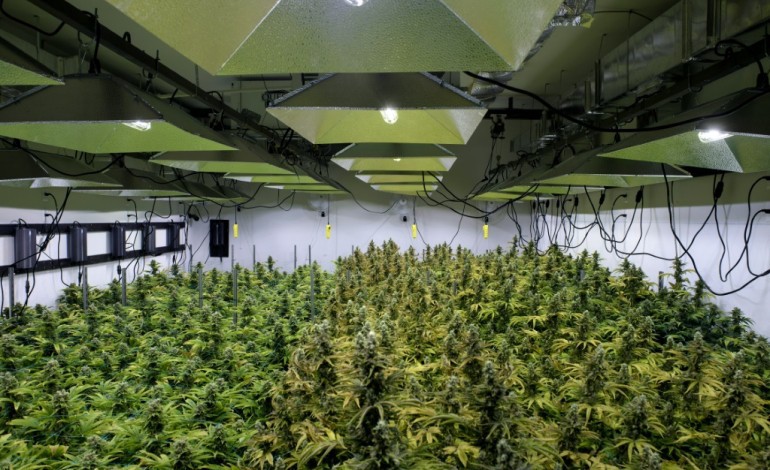 Washington (AFP). "Made in Washington", la marijuana se cultive à deux pas du pouvoir américain