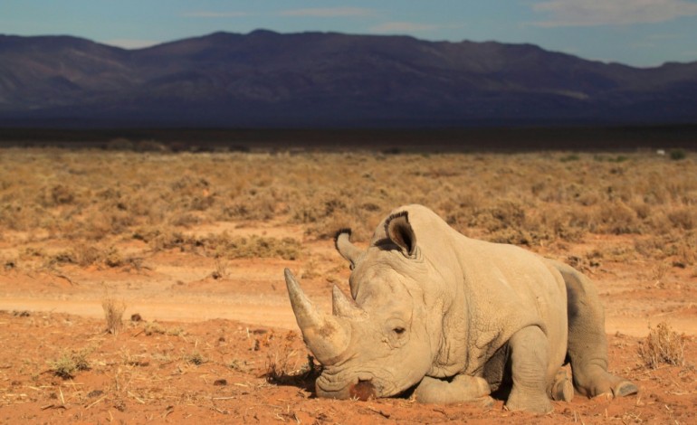 Johannesburg (AFP). Emigrer pour survivre: la dernière chance pour les rhinocéros braconnés ?