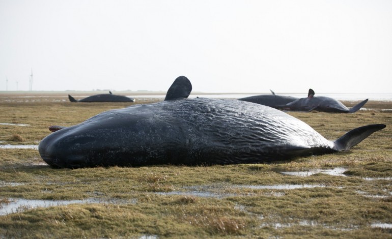 Mexico (AFP). Mexique: 27 baleines s'échouent sur une plage, seules 3 survivent