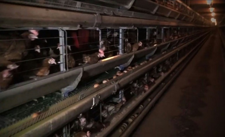Lyon (AFP). Une vidéo dénonce les conditions d'élevage de poules pondeuses dans l'Ain