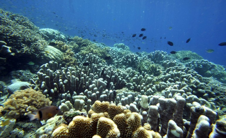 Paris (AFP). Les récifs coralliens : qui sont-ils ? que risquent-ils ?