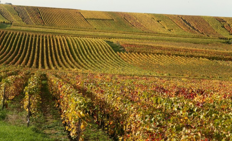 Reims (AFP). Face au changement climatique, la Champagne invente les cépages du futur