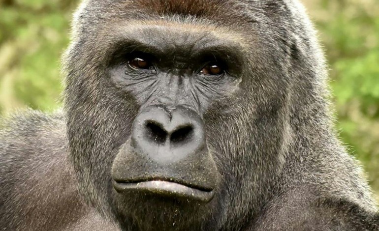 Washington (AFP). L'abattage d'un gorille pour sauver un enfant provoque un débat aux Etats-Unis