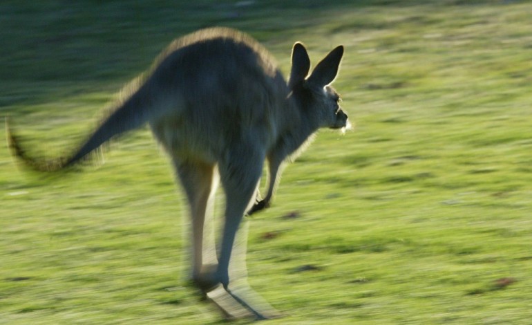 Sydney (AFP). Un kangourou romp les implants mammaires d'une Australienne