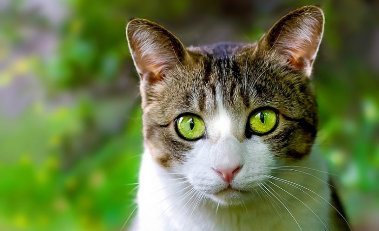 Une entreprise du Calvados veut vendre son alimentation pour chats... en Iran