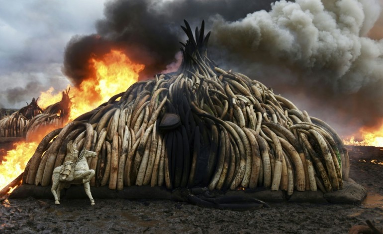 Washington (AFP). Pour sauver les éléphants d'Afrique, Washington interdit le commerce de l'ivoire