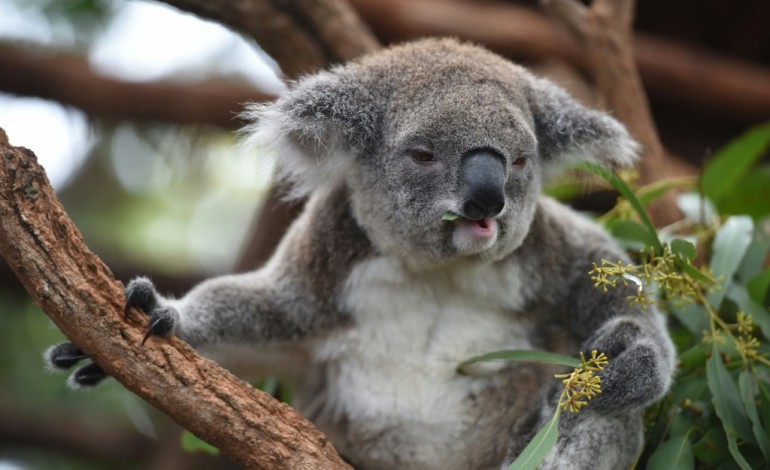 Port Macquarie (Australie) (AFP). Le koala australien vit des heures bien sombres