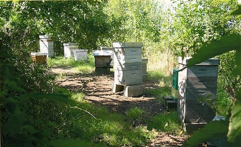 Orne : les apiculteurs lancent un appel au mécénat pour sauver "l'abeille noire"