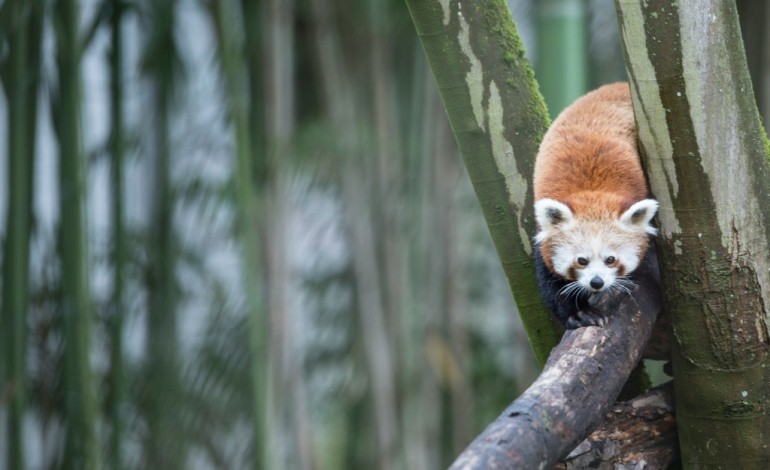 Mulhouse (AFP). Pandas roux, loutres et cervidés en "colocation" au zoo de Mulhouse