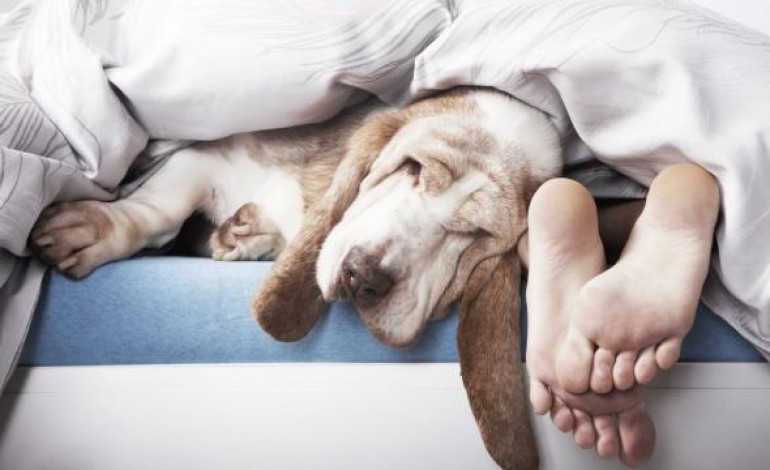 16% des Français dorment avec un animal de compagnie 