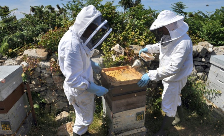 Paris (AFP). Insecticides: l'Assemblée interdit les néonicotinoïdes, "tueurs d'abeille"