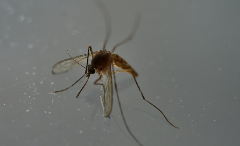 Paris (AFP). Zika: deux vaccins efficaces chez la souris, espoir pour l'Homme