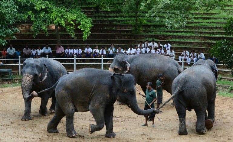 Colombo (AFP). Sri-Lanka: l'éléphanteau domestique, lubie des nouveaux riches 