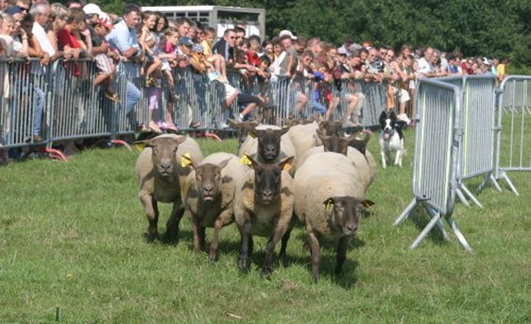Jobourg célèbre sa traditionnelle foire aux moutons