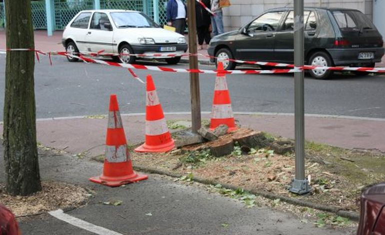 Chute d'arbre : la mairie de Cherbourg réagit