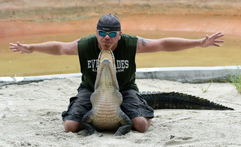 Miami (AFP). Plus d'alligators, plus d'humains: la cohabitation tourne au drame en Floride