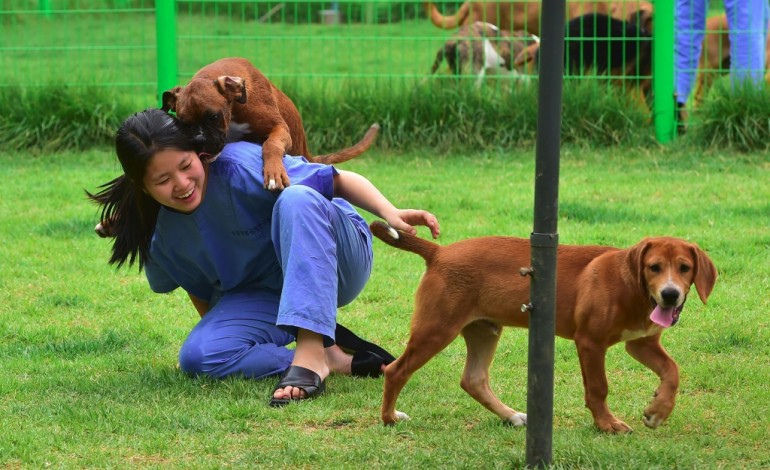 Séoul (AFP). Ne pleurez plus votre chien, clonez-le !