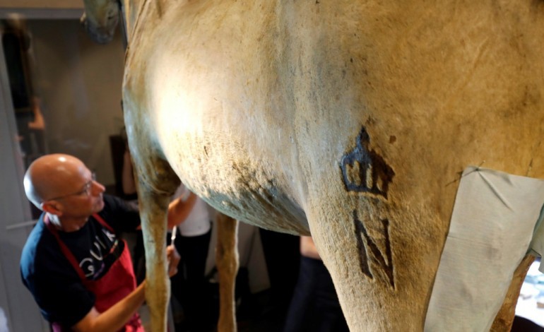 Paris (AFP). La deuxième vie de Vizir, cheval empaillé de Napoléon