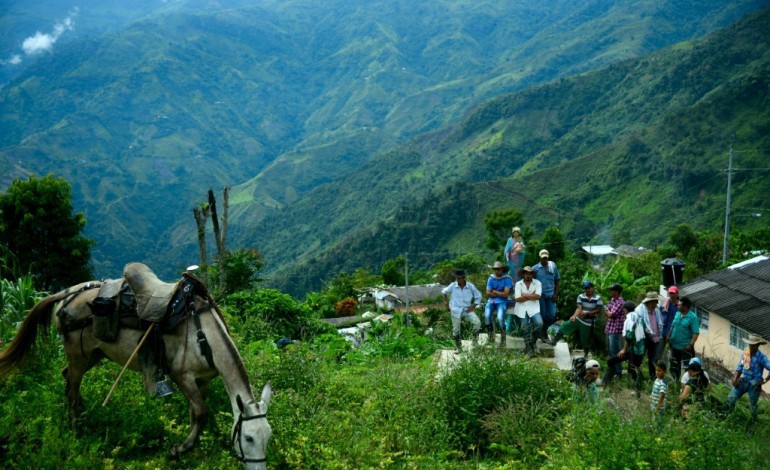 Briceño (Colombie) (AFP). La Colombie lance avec les Farc un plan de substitution de la coca