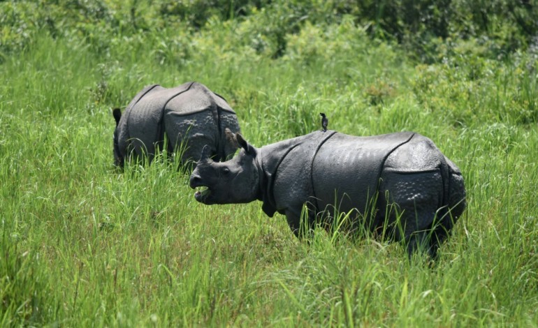 Kaziranga (Inde) (AFP). En Inde, de rares rhinocéros sous la menace des braconniers