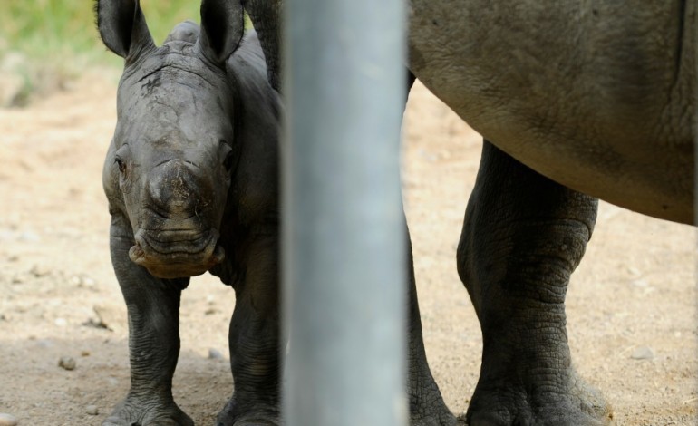 Strasbourg (AFP). Zoo d'Amnéville: naissance rarissime d'un rhinocéros blanc