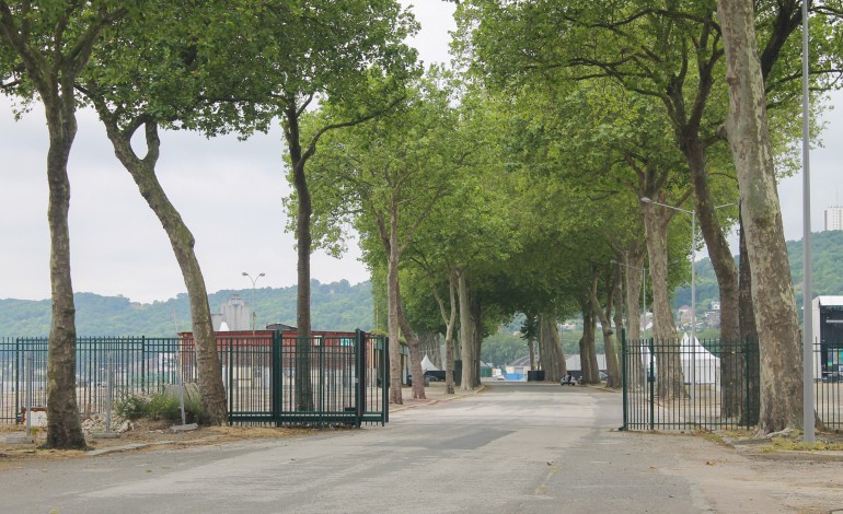 A Rouen, les militants protègent une quarantaine de platanes prévus à l'abattage
