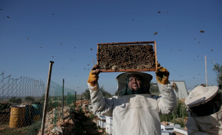 Kafr Malek (Territoires palestiniens) (AFP). Cisjordanie: les abeilles changent la vie de Palestiniennes
