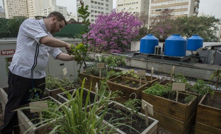 Sao Paulo (AFP). Au Brésil, les détritus des restaurants alimentent leurs propres potagers