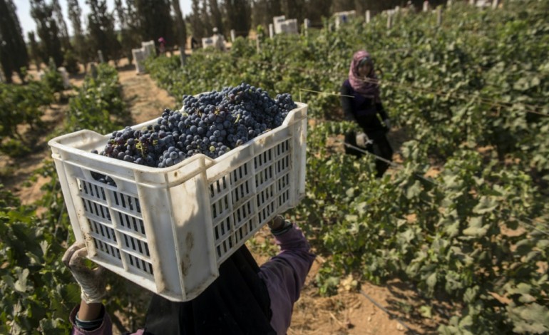 Abou al-Matamir (Egypte) (AFP). En Egypte, le "vin des Pharaons" cherche encore à s'imposer