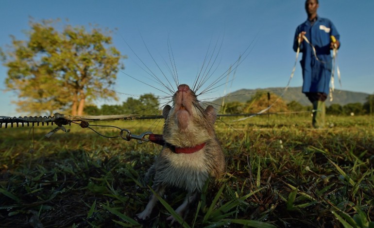 Morogoro (Tanzanie) (AFP). TNT et tuberculose, les rats déminent et les rats dépistent