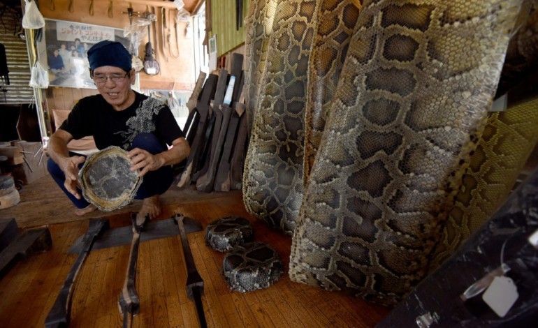 Urasoe (Japon) (AFP). Okinawa: le sanshin, instrument en peau de serpent, défie le temps