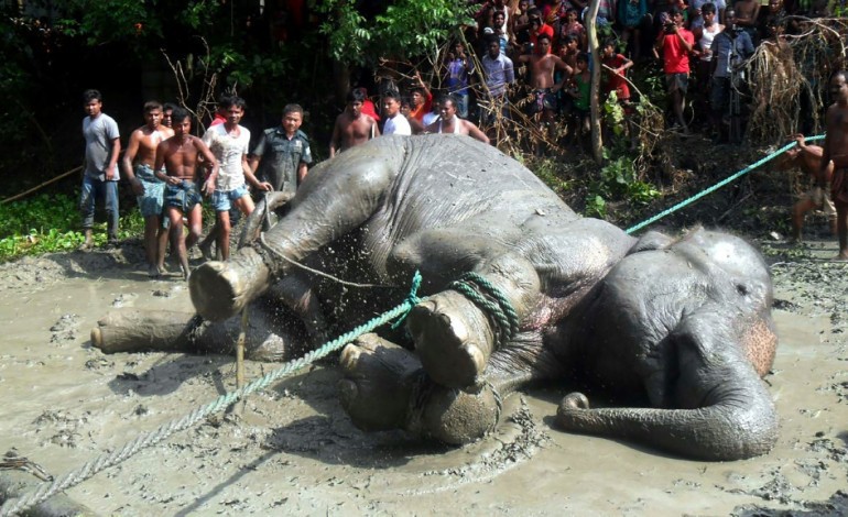 Dacca (AFP). L'éléphant indien perdu au Bangladesh est mort