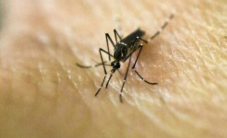 Miami (AFP). Zika: cinq cas de transmission locale à Miami Beach 