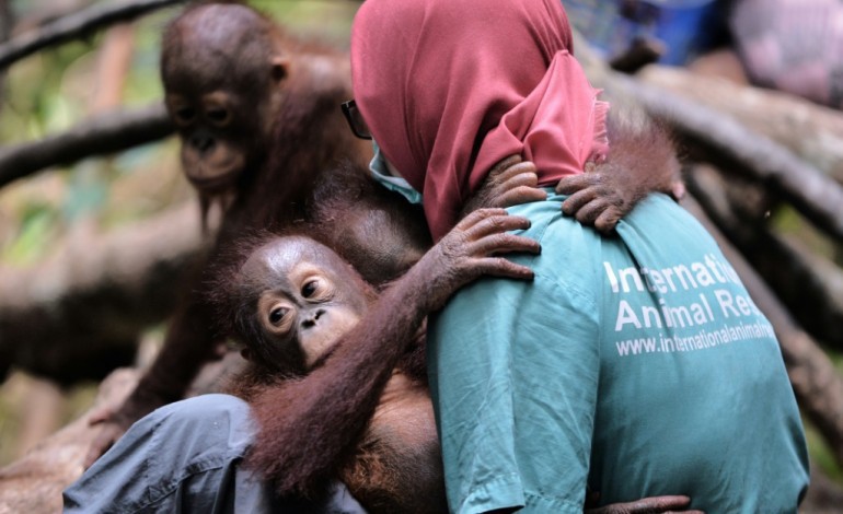 Ketapang (Indonésie) (AFP). A l'école pour orangs-outans dans la jungle de Bornéo