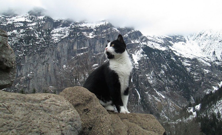 Un randonneur se perd dans les montagnes Suisses, c'est un chat qui le guidera pour retrouver son chemin