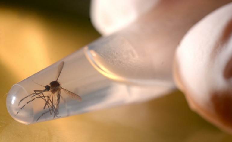 Paris (AFP). Zika: un tiers de l'humanité vit dans des zones à risque 