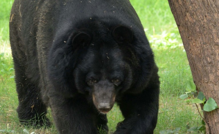 Tokyo (AFP). Le karaté sauve un Japonais des griffes d'un ours