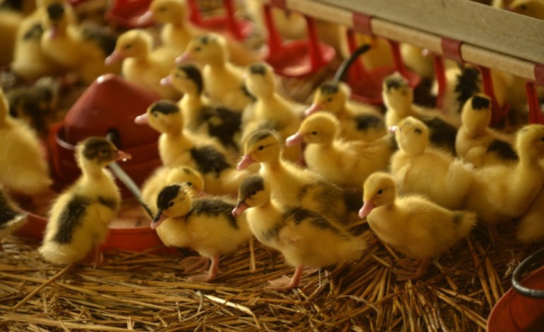 Caupenne (France) (AFP). Après la grippe aviaire, la reprise du foie gras, la peur au ventre