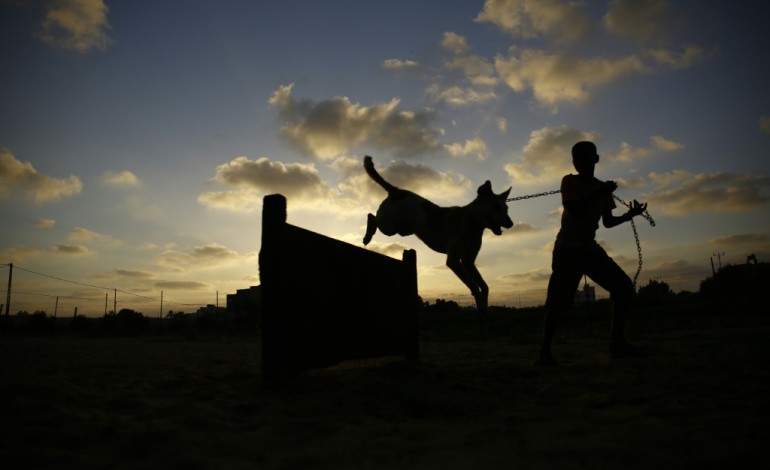 Gaza (Territoires palestiniens) (AFP). Les chiens errants ont désormais un refuge à Gaza