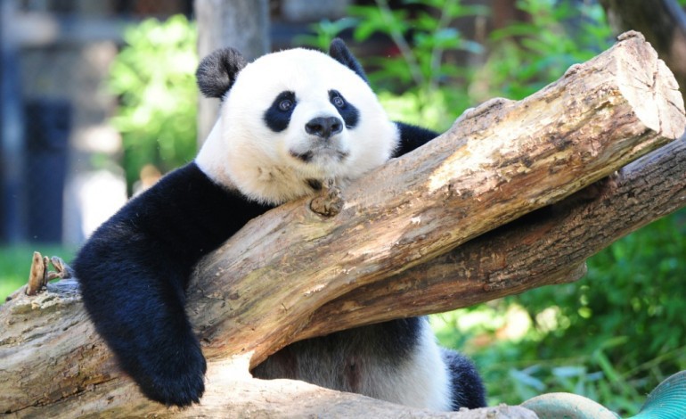 Honolulu (Etats-Unis) (AFP). Le panda géant n'est plus "en danger" mais reste menacé