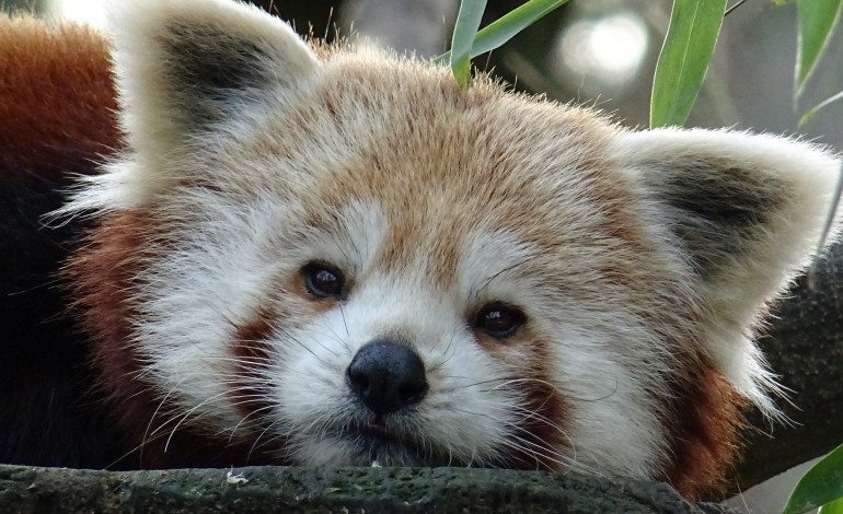 Une journée dédiées aux pandas roux en Seine-Maritime