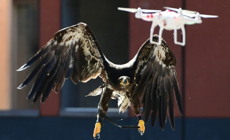 Ossendrecht (Pays-Bas) (AFP). La police néerlandaise adopte des aigles pour capturer les drones