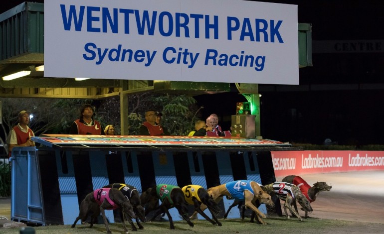 Sydney (AFP). Australie: chienne de vie pour les propriétaires de lévriers de course