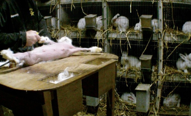 Paris (AFP). Une association dénonce la souffrance des lapins angora d'élevage