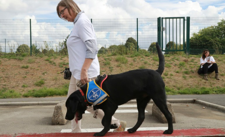 Coubert (France) (AFP). A Coubert, des labradors apprennent leur futur métier, "chien guide d'aveugle"
