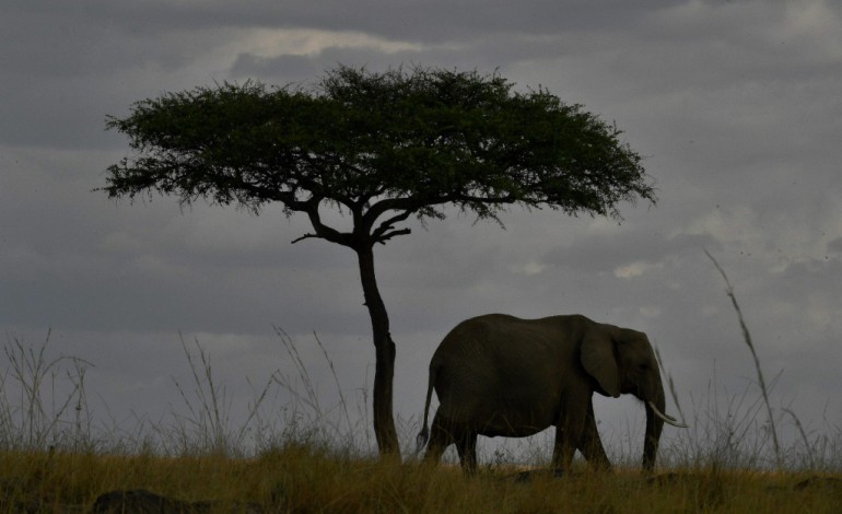 Johannesburg (AFP). Afrique du Sud: la Cites se réunit au chevet des espèces menacées