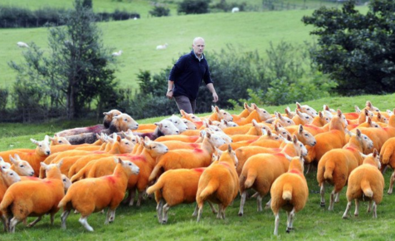 Pour dissuader les voleurs, il peint ses moutons en orange fluo