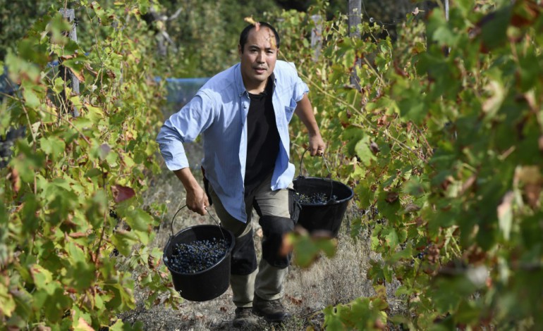 Cornas (France) (AFP). Dans les vignes françaises, un Japonais laisse faire la nature 