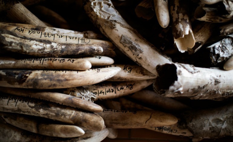 Johannesburg (AFP). Interdiction à la Namibie et au Zimbabwe de vendre leur ivoire à l'étranger